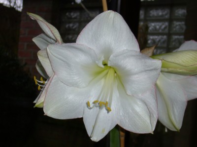 Amaryllis 040.jpg
