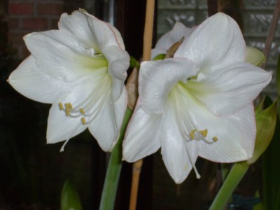 Amaryllis 044.jpg