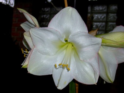 Amaryllis 035.jpg