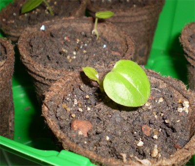 Tacca.jpg