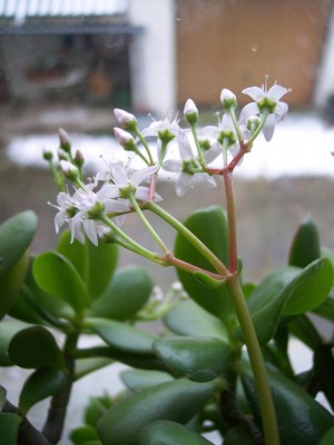 Crassula1.jpg