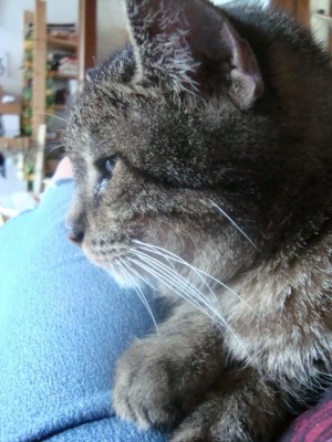 Krümel auf Schoß.JPG