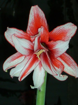Amaryllis 055.jpg