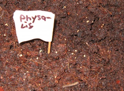 Physalis am 16.01.09.jpg