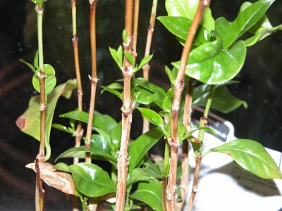 DSCN3304.JPG