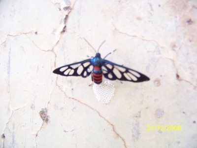 Amata cerbera beim Eierlegen.JPG