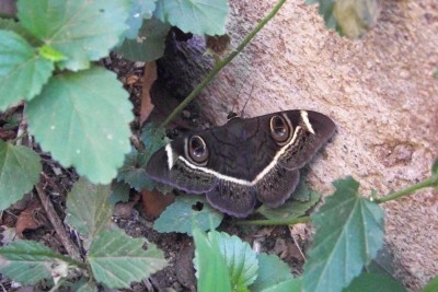 100_0810.JPG