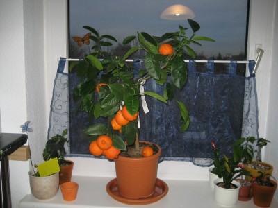 citrus latifolia 2.jpg