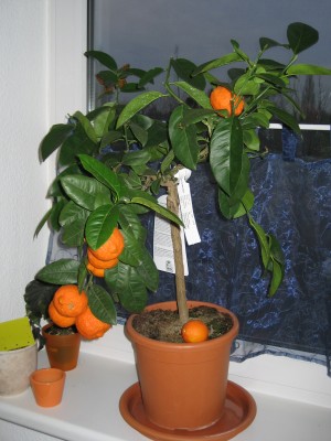 citrus latifolia.jpg