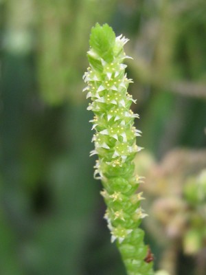 IMG_9823 Crassula lycopodioides.JPG