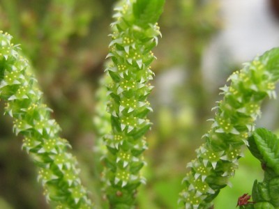 IMG_9820 Crassula lycopodioides.JPG