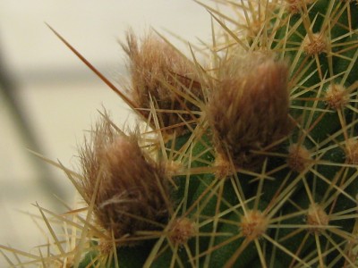 IMG_9836 Hildewintera aureispina.JPG