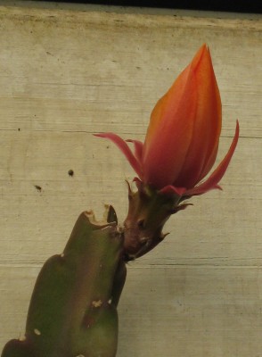 IMG_9828a Epi 06.JPG