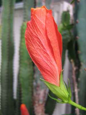 IMG_9839 Hibi rosa.JPG