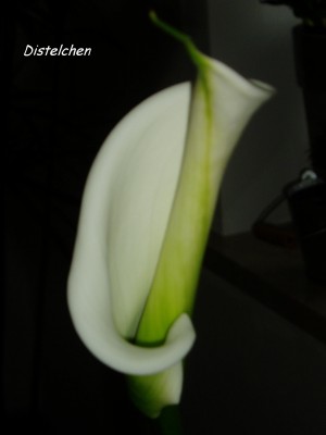 Calla fast soweit.JPG