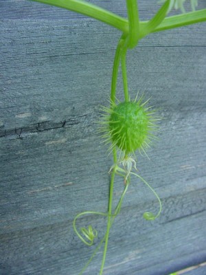 Decumis Frucht.jpg