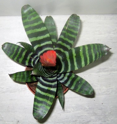 brom_4433.JPG