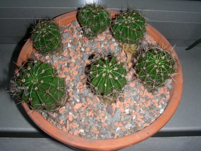 dscn8716_1.jpg