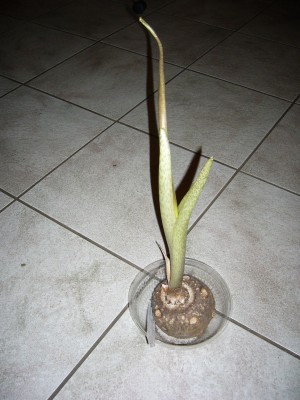 Amorphophallus 002.jpg