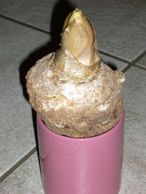 Amorphophallus 005.jpg