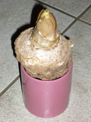 Amorphophallus 004.jpg