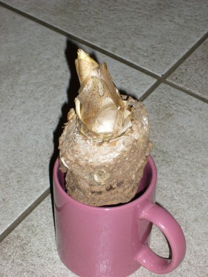 Amorphophallus 003.jpg