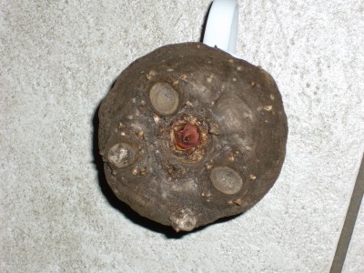 Amorphophallus 007.jpg