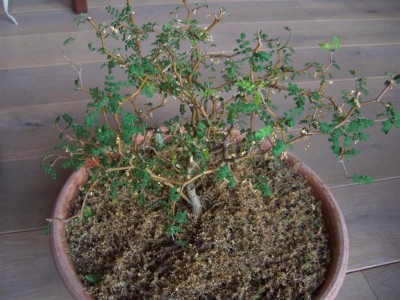 CIMG0107 (Large).JPG