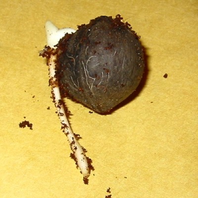 Jubaea-Keimling.jpg