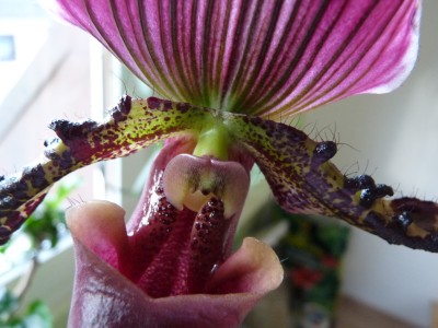 Orchis und Clivien 043.jpg