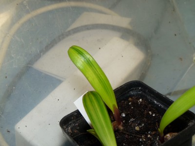 Orchis und Clivien 033.jpg