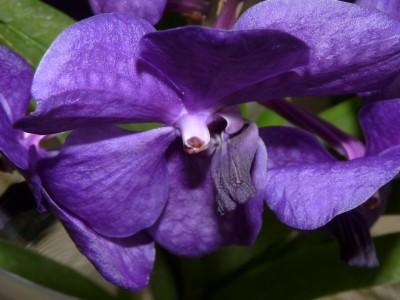 Orchis und Clivien 048.jpg