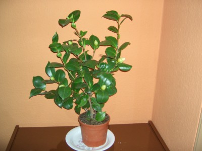 Kamelie Nuccios Gem 006.jpg