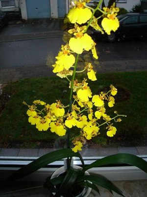 Oncidium.jpg