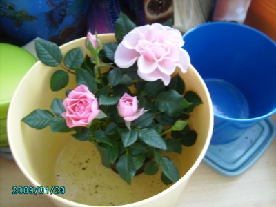 PICT0489.JPG