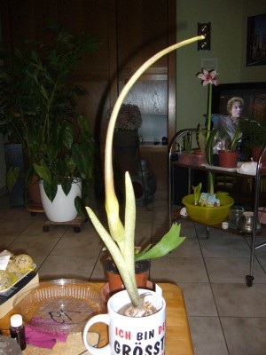 Amorphophallus 018.jpg