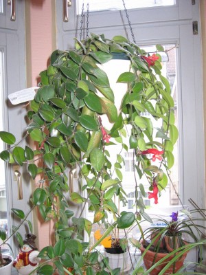 Aeschynanthus 001.jpg