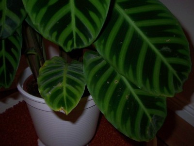 100_4199.jpg