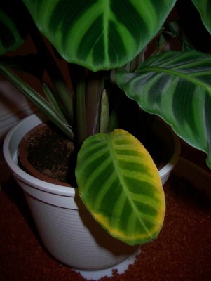 100_4198.jpg