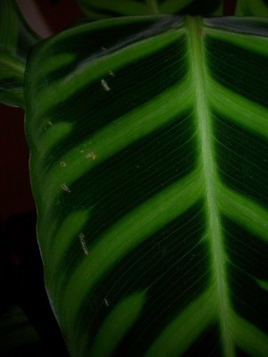 100_4191.jpg