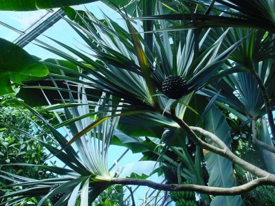 Schraubenbaum Früchte.jpg