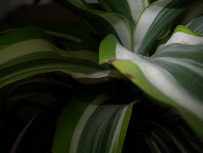 100_4173.jpg