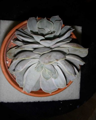 dscn8738_1.jpg