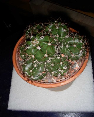 dscn8733_1.jpg