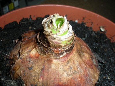 DSCN0086.JPG