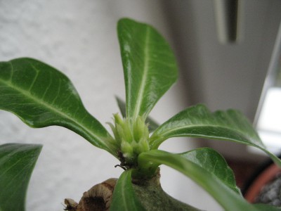 wüsti knospen.jpg