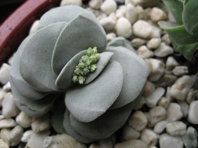 crassula morgans beauty.jpg