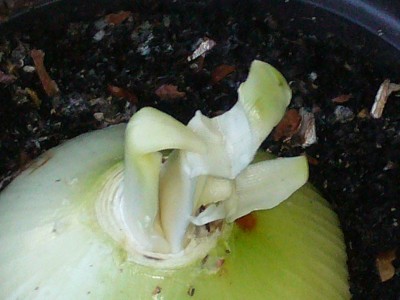 Amaryllis 068.jpg