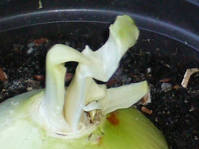 Amaryllis 067.jpg
