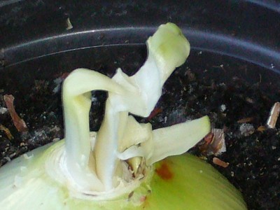 Amaryllis 065.jpg